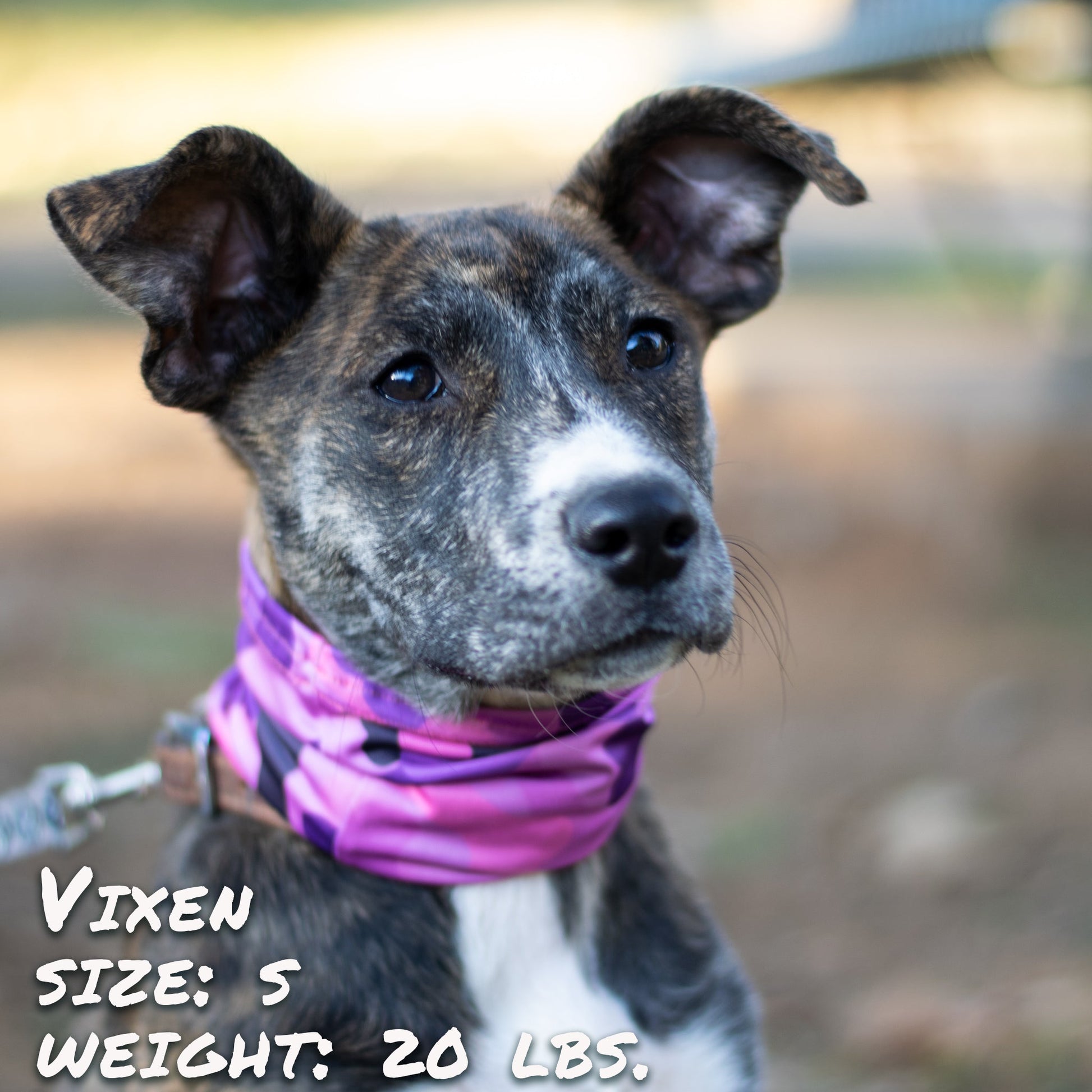 Bone Camo Pink Pup Scruff-2